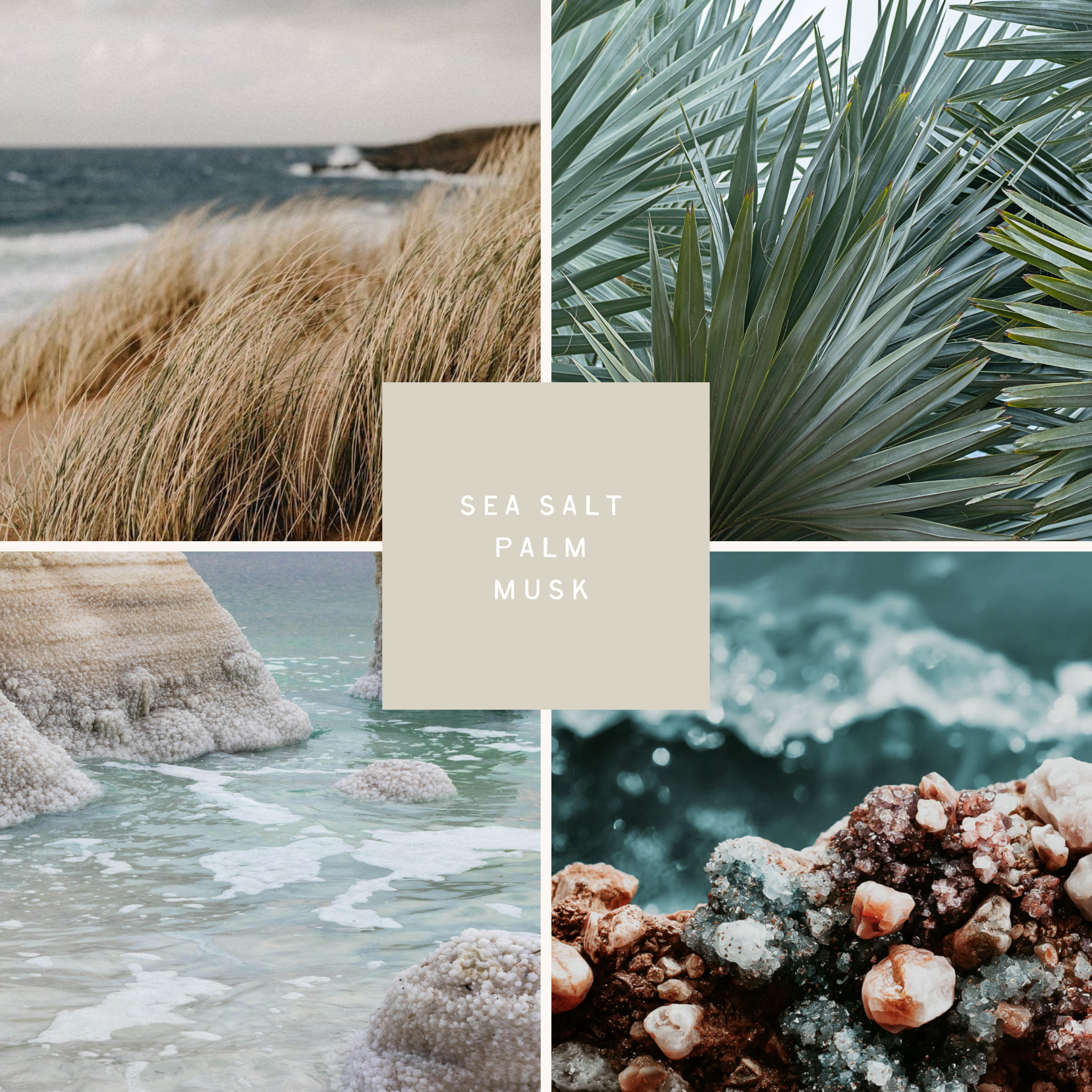 Collage of images depicting the scent notes of Wild Shore. Palm leaves, windswept grasses, mineral stones, and white surf. 